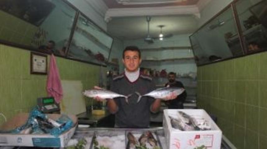 Soğuk Hava Balık Satışlarını Artırdı