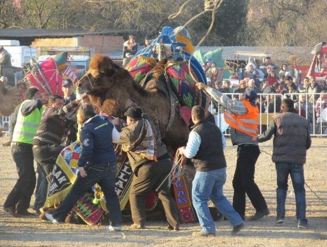 Deve G&uuml;reşi Sezonu Karpuzlu&rsquo;da Renkli Başladı