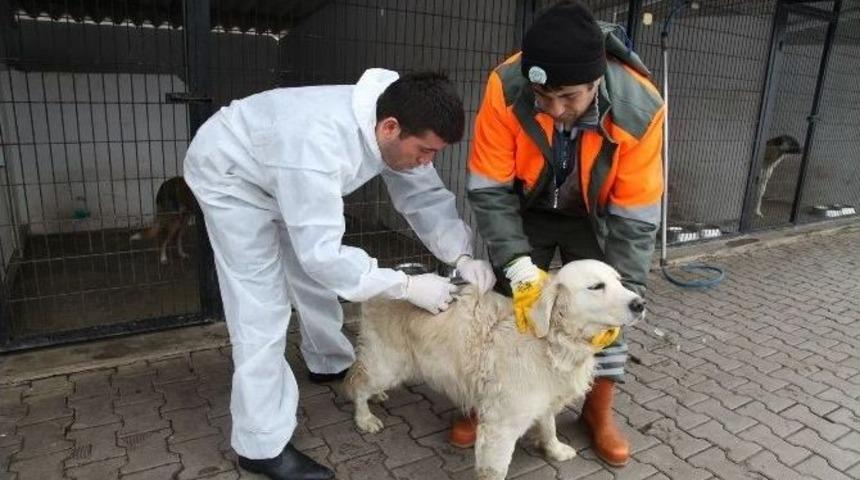 Odunpazarı&rsquo;ndan &rsquo;sokak Hayvanlarını Sahiplenin&rsquo; &Ccedil;ağrısı