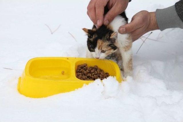 Odunpazarı&rsquo;ndan &rsquo;sokak Hayvanlarını Sahiplenin&rsquo; &Ccedil;ağrısı 1