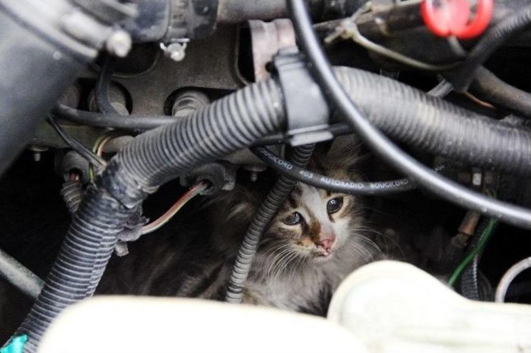 Bartın&rsquo;da Kedi Kurtarma Operasyonu