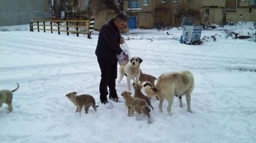 K&ouml;pekler Fırıncıyı Bekliyor