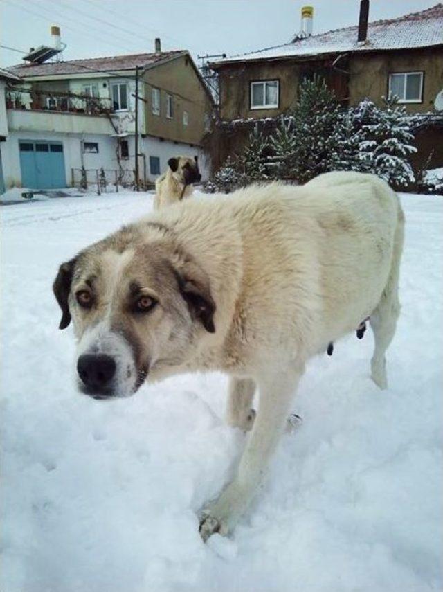 Köpekler Fırıncıyı Bekliyor