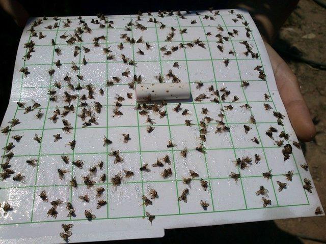 Aydın&rsquo;da Akdeniz Meyve Sineği M&uuml;cadelesi Başladı 1