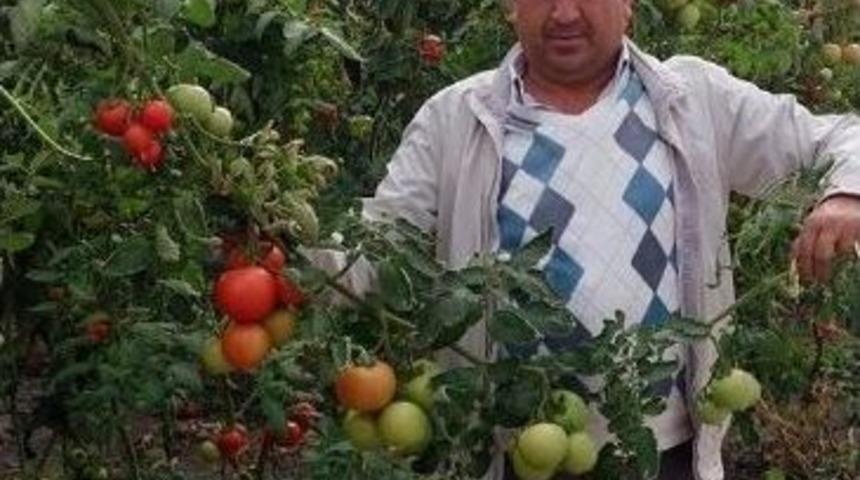 Eski Ak Partili Başkana Arılar Saldırdı