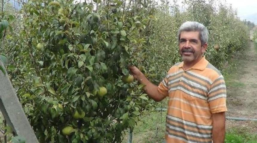 Andırın'da Armut Bereketi