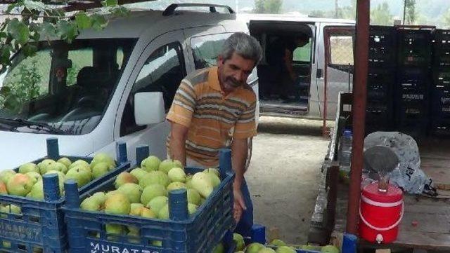 Andırın da Armut Bereketi 1