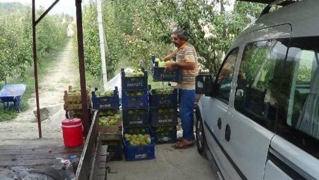 Andırın da Armut Bereketi 2