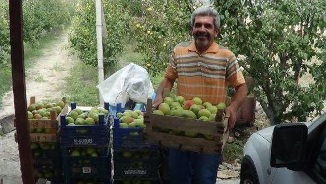 Andırın da Armut Bereketi 3