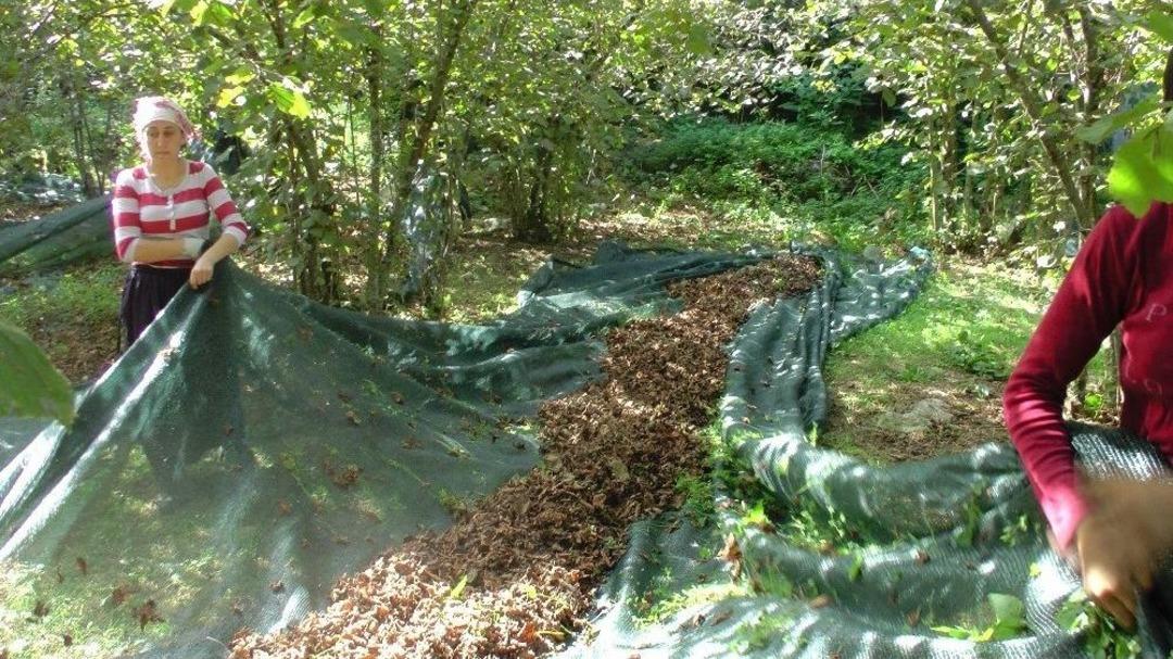 Fındık Hasadında İş&ccedil;i Maliyetinde Y&uuml;zde 80 Tasarruf Sağlıyor