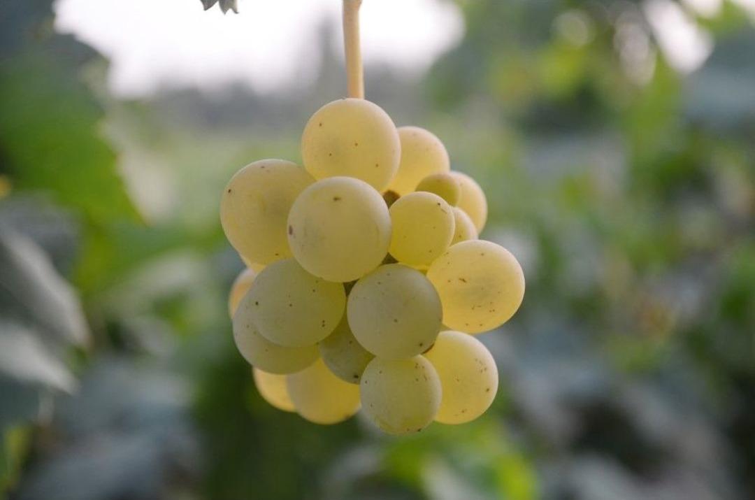 Iğdır&rsquo;da Şeftali Ve &Uuml;z&uuml;m Hasadı