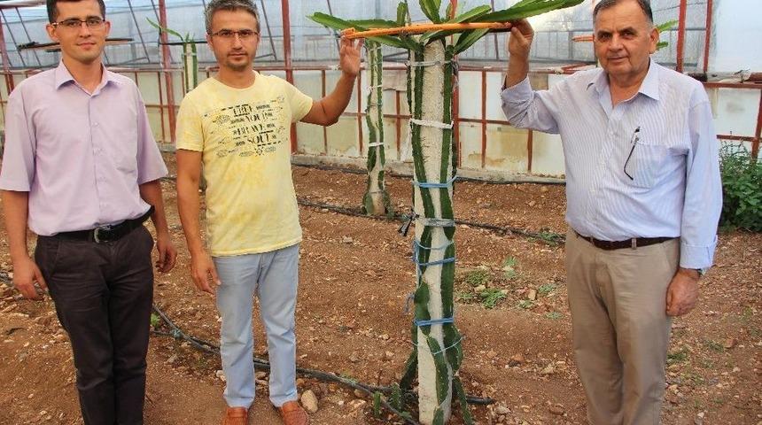 &Uuml;retici Yeni Bir &Uuml;r&uuml;n Denemeye Karar Verdi