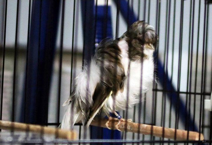 41 Bin Liraya Kanarya G1