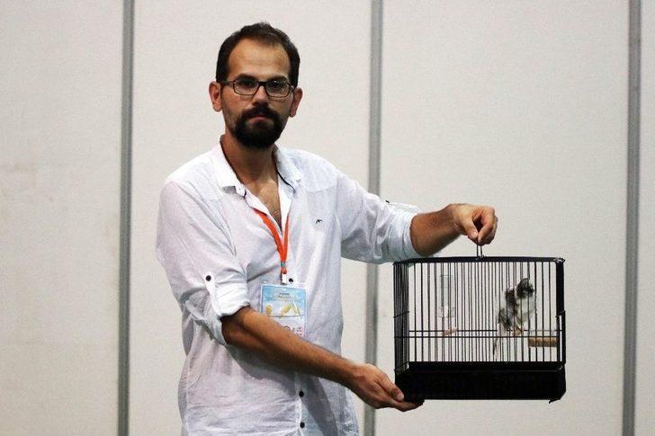 41 Bin Liraya Kanarya G2