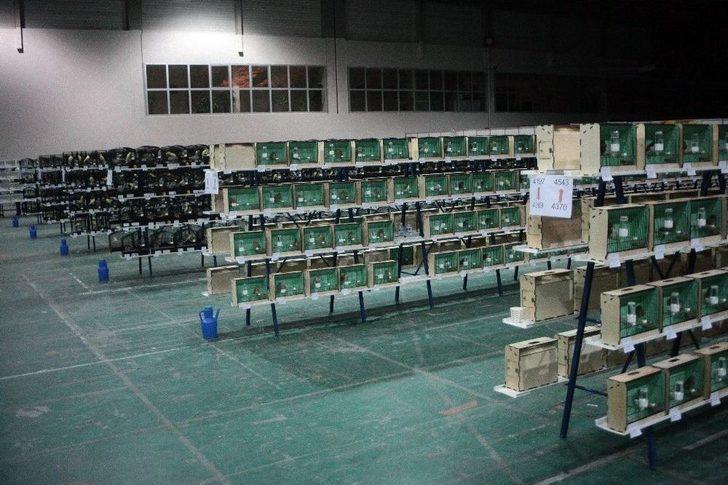 41 Bin Liraya Kanarya G3