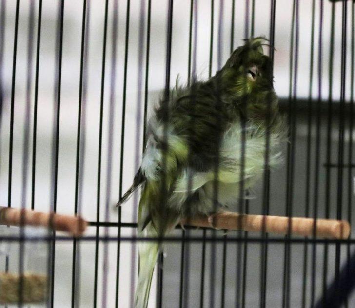 41 Bin Liraya Kanarya G4