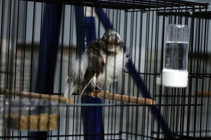 41 Bin Liraya Kanarya G5