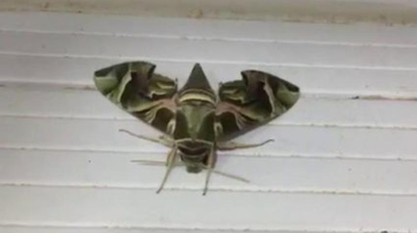 Nadir Rastlanan &rsquo;mekik Kelebeği&rsquo; Sakarya&rsquo;da G&ouml;r&uuml;ld&uuml;