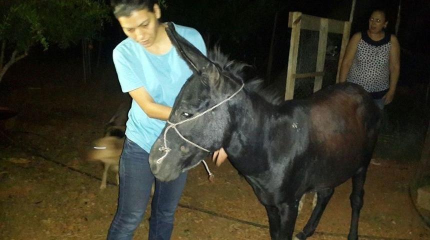 Antalya&rsquo;da Sokağa Bırakılan Eşek Sahiplendirildi