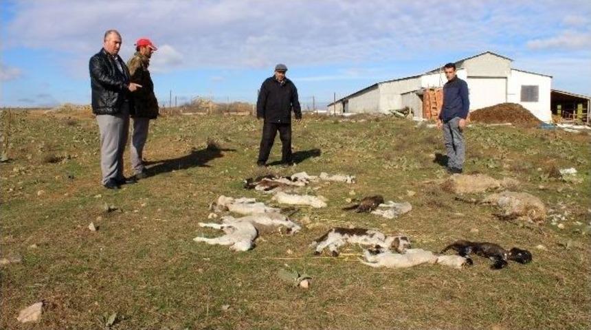 Edirne&rsquo;de Telef Olan K&uuml;&ccedil;&uuml;kbaşların Sırrı Araştırılıyor