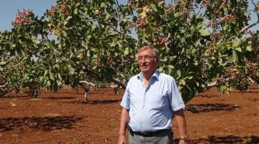 &Uuml;rettiği Antepfıstığı &Ccedil;eşidine Soyadını Verip Tescilletti