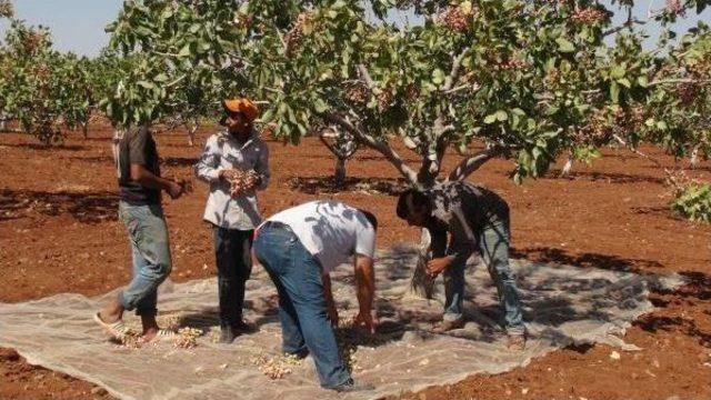 &Uuml;rettiği Antepfıstığı &Ccedil;eşidine Soyadını Verip Tescilletti 1