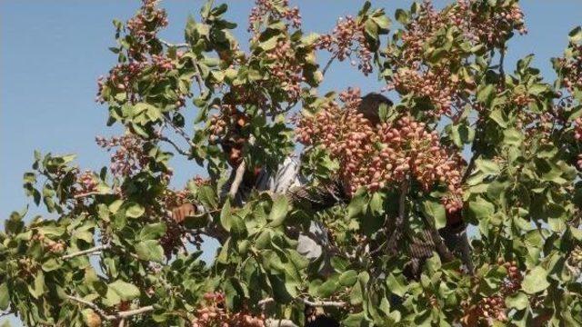 &Uuml;rettiği Antepfıstığı &Ccedil;eşidine Soyadını Verip Tescilletti 3