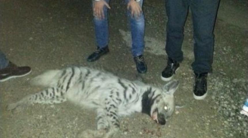 (&ouml;zel Haber) Nesli T&uuml;kenmekte Olan &Ccedil;izgili Sırtlan, Trafik Kurbanı Oldu