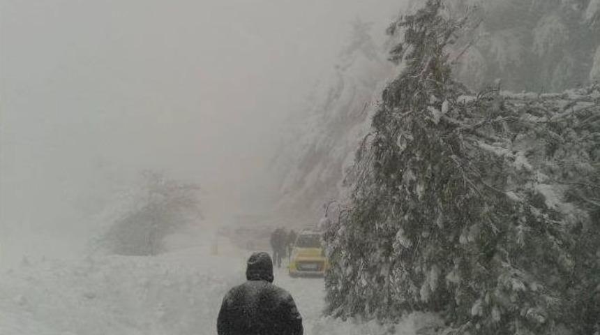 Uludağ Yolu Devrilen Ağa&ccedil; Y&uuml;z&uuml;nden Kapandı