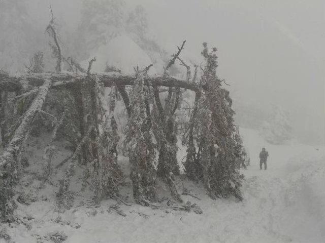 Uludağ Yolu Devrilen Ağaç Yüzünden Kapandı