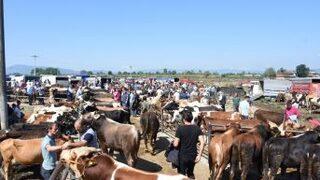 Düzce’de 76 Bin 980 Küçük Ve Büyükbaş Hayvan Var