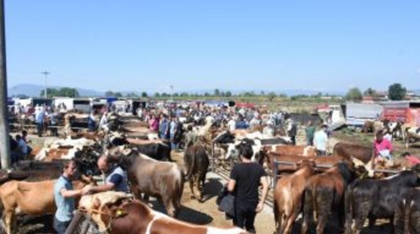 Düzce’de 76 Bin 980 Küçük Ve Büyükbaş Hayvan Var