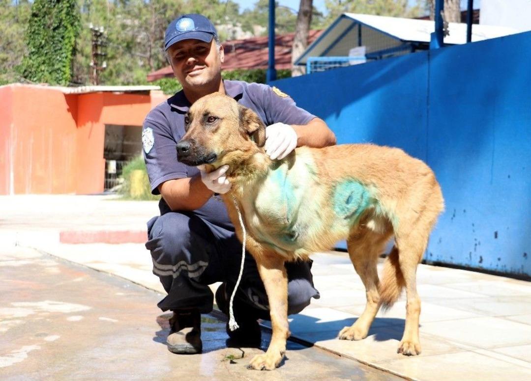 Silahlı Maganda Kurbanı &rsquo;dabel&rsquo; Hayatına &Uuml;&ccedil; Ayakla Devam Edecek