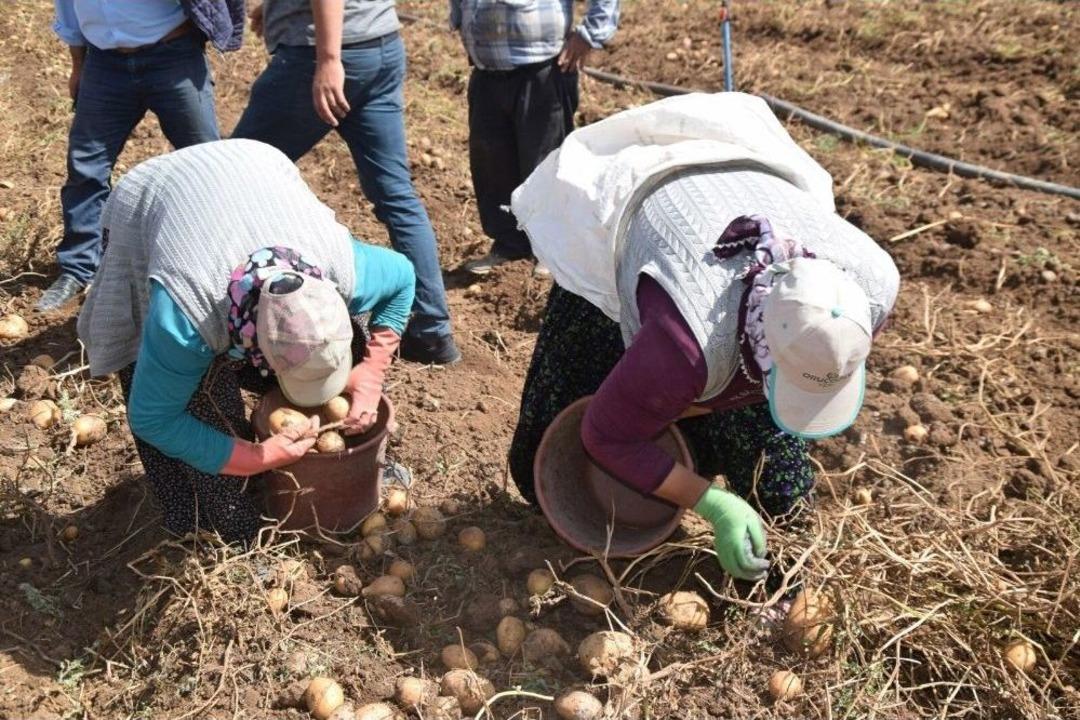 (&ouml;zel Haber) Afyonkarahisar&rsquo;da Patates Satış Fiyatları Bu Yıl &Uuml;reticisinin Y&uuml;z&uuml;n&uuml; G&uuml;ld&uuml;rd&uuml;