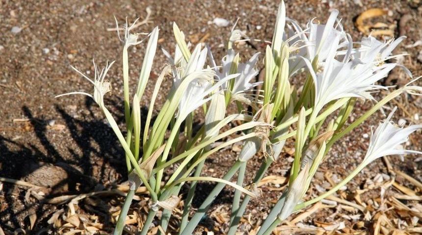 Dat&ccedil;a Sahillerini S&uuml;sleyen Kum Zambakları Tatilcileri Uğurladı