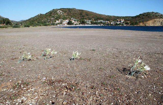 Datça Sahillerini Süsleyen Kum Zambakları Tatilcileri Uğurladı