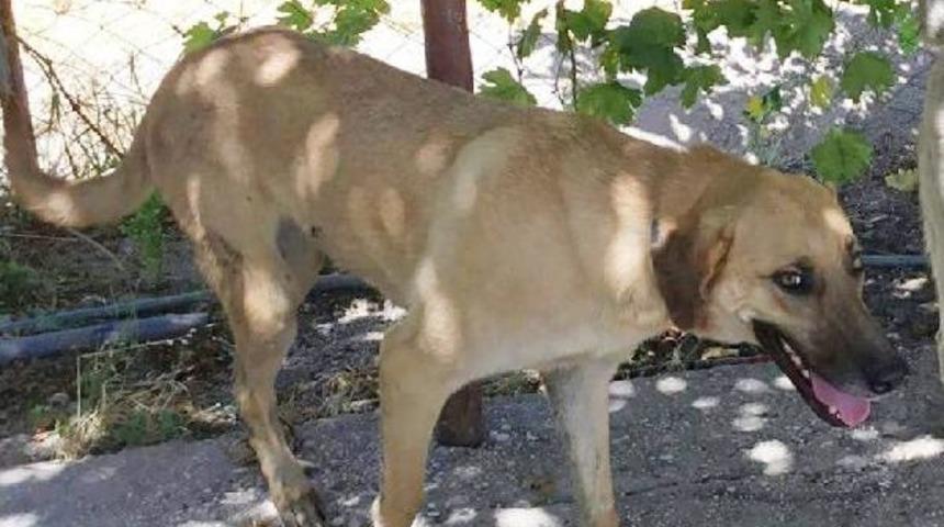 K&ouml;peğini Vurduğu Iddiasıyla Sera Komşusundan Şikayet&ccedil;i Oldu