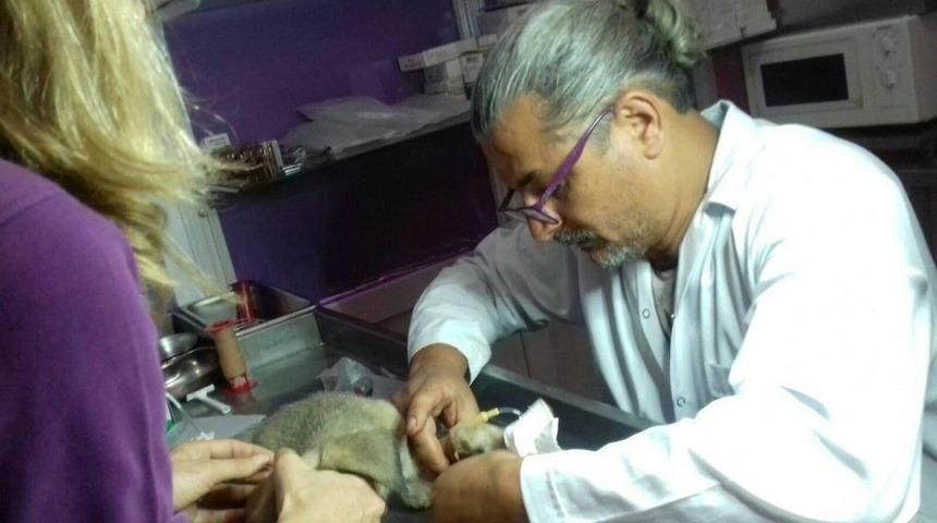 Yaralı K&ouml;peğe Niksar Belediyesi Sahip &Ccedil;ıktı