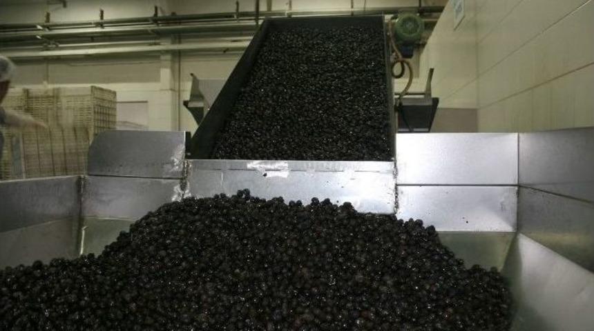 (&ouml;zel Haber) Bursa, Zeytinde Liderliği Manisa&rsquo;ya Kaptırdı