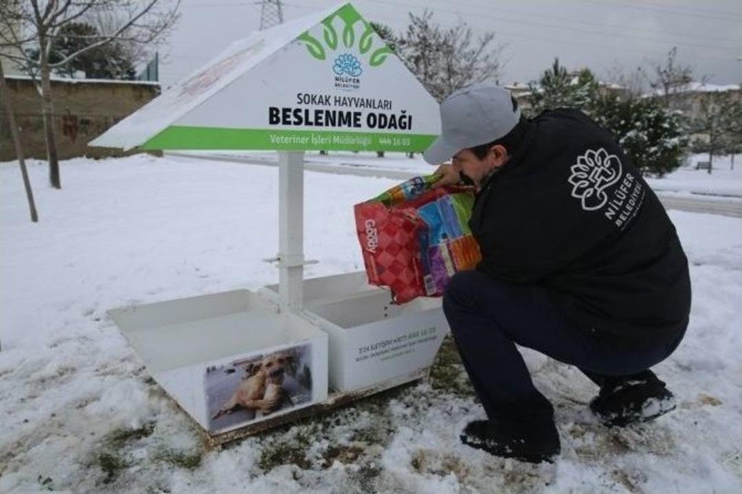 Nil&uuml;fer Belediyesi Sokak Hayvanlarını Unutmadı
