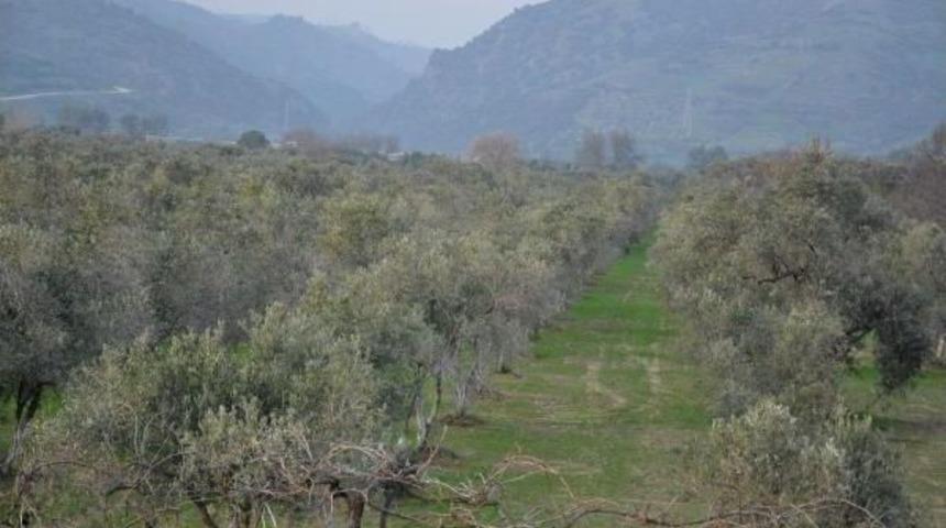 Zeytinliğe Fabrika Istemeyen &Uuml;reticilerin Hukuk Zaferi