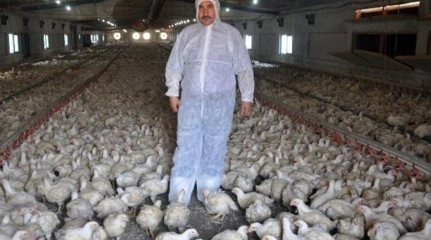 (&ouml;zel Haber) Balıkesir&rsquo;de Tavuk &Uuml;reticileri Endişeli