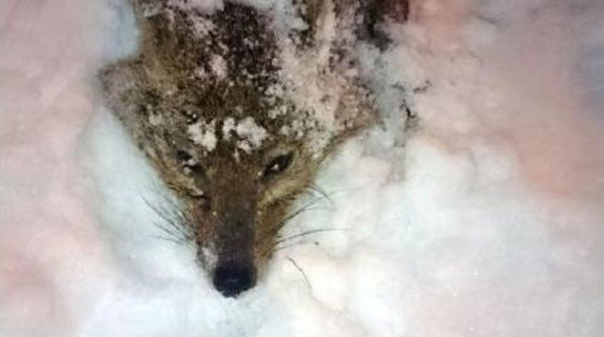 Yolda Donmak &Uuml;zere Olan &Ccedil;akalı Evine G&ouml;t&uuml;r&uuml;p Kurtardı