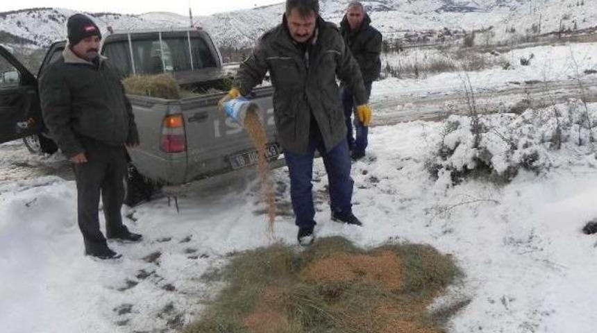 Yaban Hayatına Yem Desteği