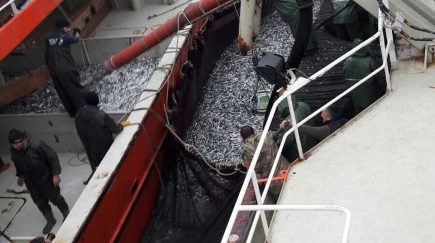 Karadeniz&rsquo;den En &Ccedil;ok Hamsi Ve Palamut &Ccedil;ıkıyor