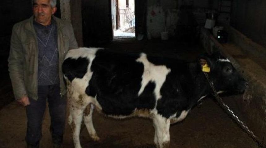 Derisinde Oğlak Fig&uuml;r&uuml; Olan Buzağı