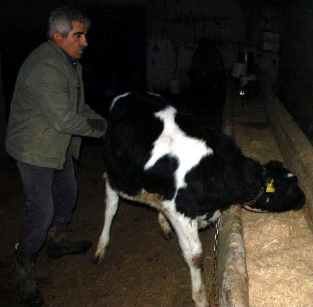 Derisinde Oğlak Figürü Olan Buzağı