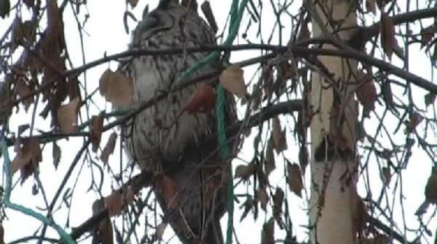 Baykuşlar Kışı Kars'ta Ge&ccedil;iriyor