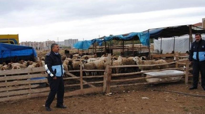 Okul Yanında Ahır