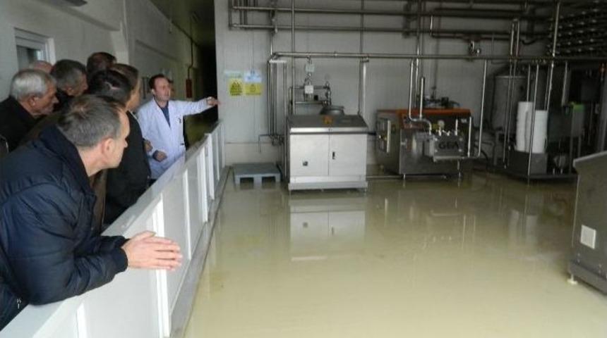 Bosnalı İş Adamları Besaş&rsquo;ın S&uuml;t Tesisini Gezdi